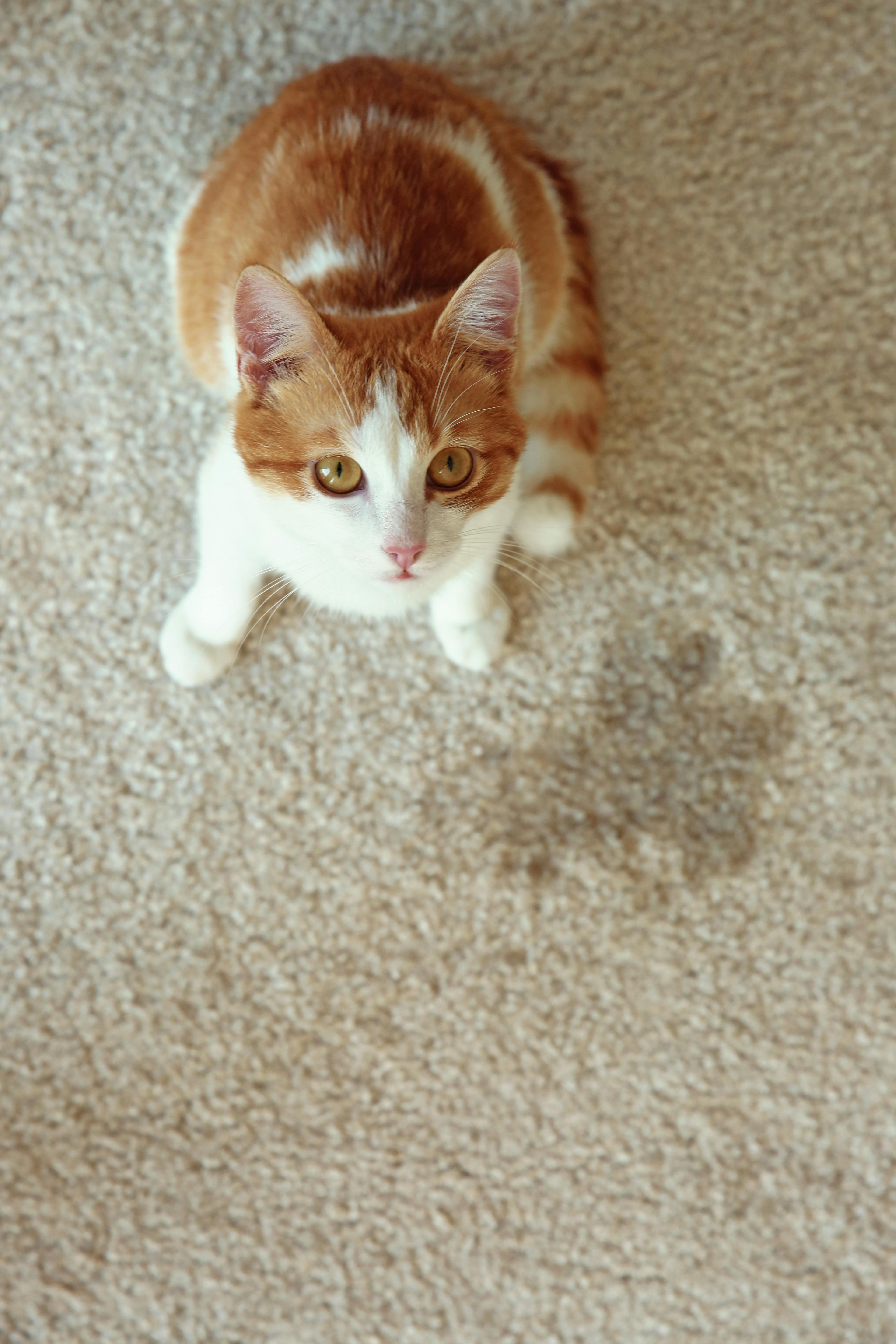 Pet Mishaps: Dealing with Carpet Stains